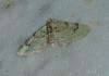Chloroclystis v-ata
